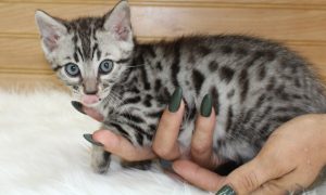 www.amazonbengals.com AmazonBengals Silver Black Spotted Male Prince DOM