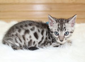www.amazonbengals.com AmazonBengals Silver Black Spotted Male Prince DOM