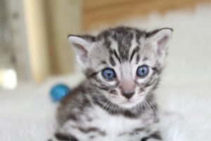 www.amazonbengals.com AmazonBengals Silver Black Spotted Male Prince DOM