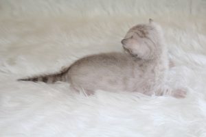 www.amazonbengals.com Seal Lynx Male Prince Oreon