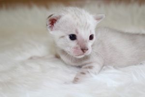 www.amazonbengals.com Seal Lynx Male Prince Oreon