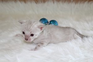www.amazonbengals.com Seal Lynx Male Prince Oreon