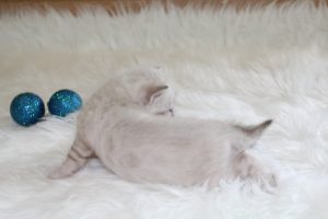 www.amazonbengals.com Seal Lynx Male Prince Oliver