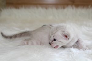 www.amazonbengals.com Seal Lynx Male Prince Oliver