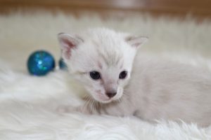 www.amazonbengals.com Seal Lynx Male Prince Oliver